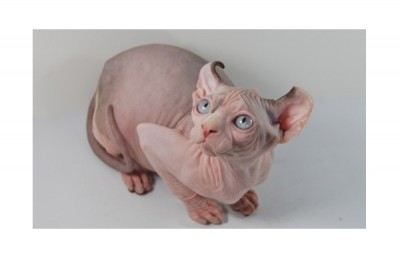 Elf Cat