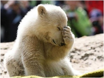 Fed-Up Polar Bear