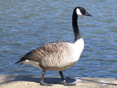 Canadian goose