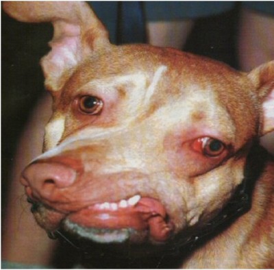 Deformed Dog