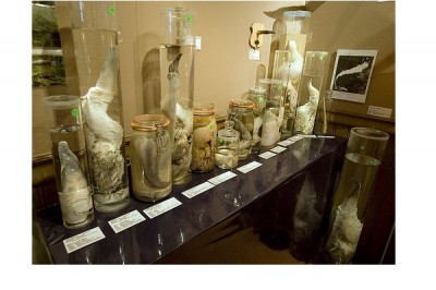 Icelandic Phallological Museum