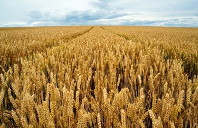 Wheat