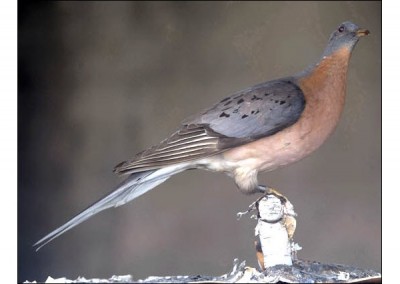 Passenger Pigeon