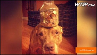 Clever Boy