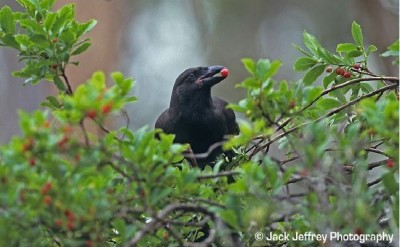 Hawaiian Crow