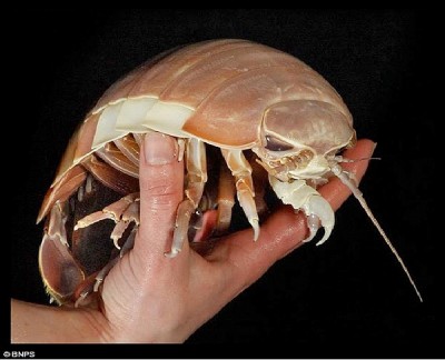 Giant Isopod