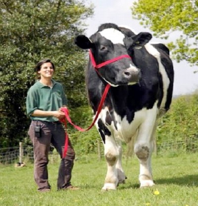Chilli The Big Cow