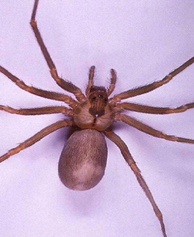 Brown Recluse spider