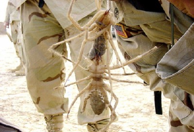 Giant Camel Spider