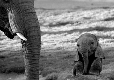 Elephants