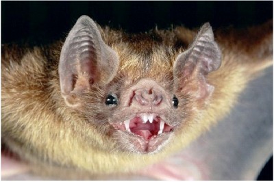 Blind Bats