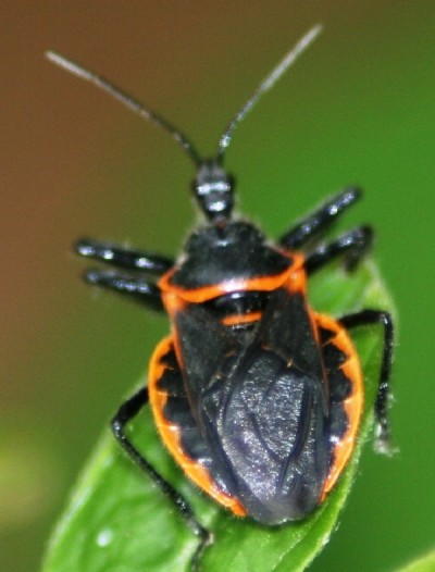 Assassin bugs
