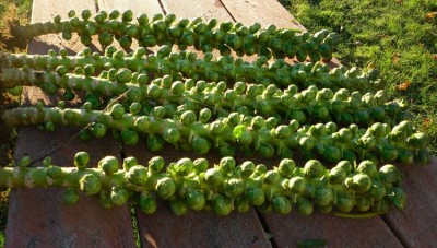 Brussel Sprouts