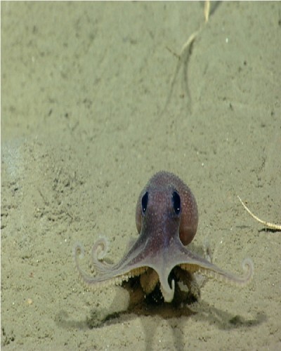 Baby Octopus