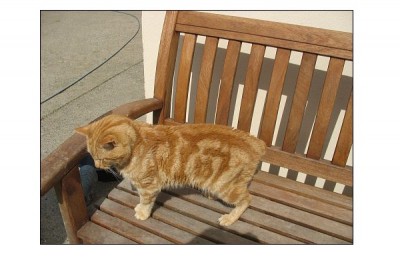 The Manx
