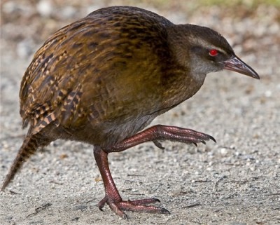 Weka