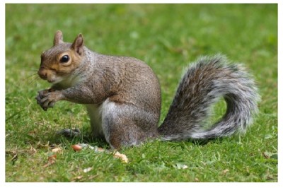 Squirrel