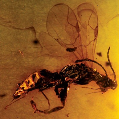 Drynid wasp