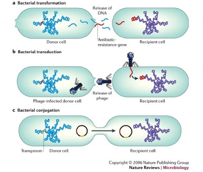 Antibiotic Resistant Bacteria