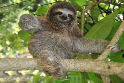 Sloth