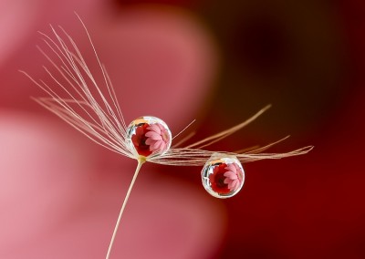 Crimson