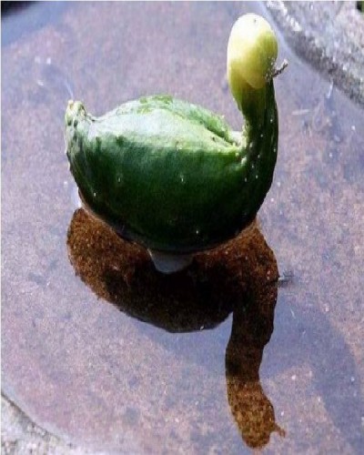 Swan cucumber