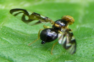 Tephritid fly