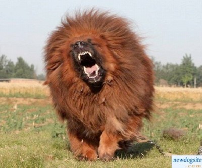 Dog - Red Tibetan Mastiff $1.5 mill