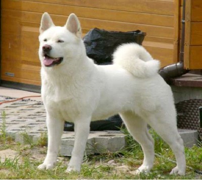 Akita