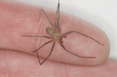 Brown recluse