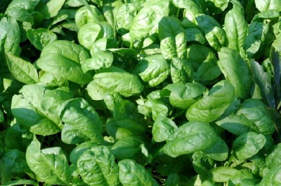 Spinach