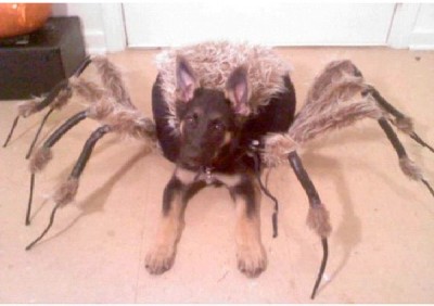 Spider Dog