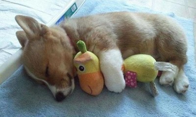 Puppy with a strange animal