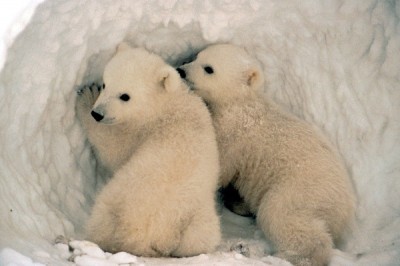 Mother cub link