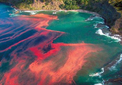 Red Tides