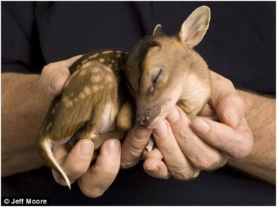 Baby Deer
