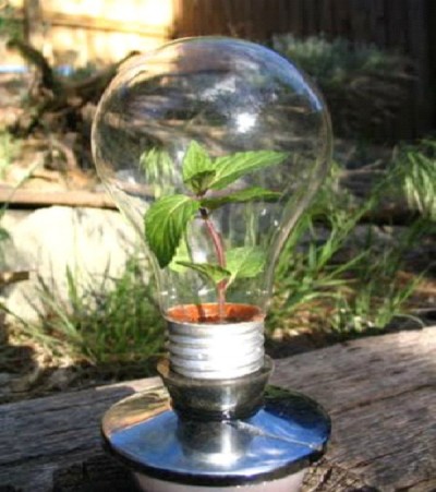 Bulb Greenhouse