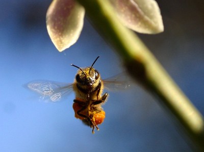 Bees