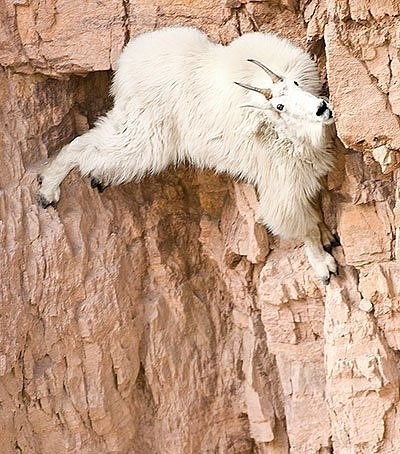 Spidergoat
