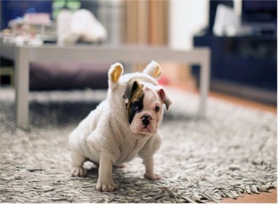 Puppy Thoughts