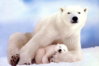 Polar Bear - Introvert, Sensing, Feeling, Judging (ISFJ)