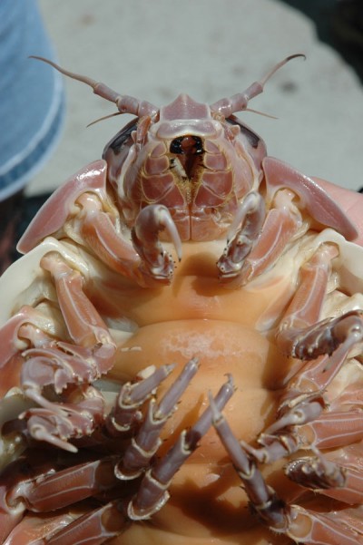 Giant isopod