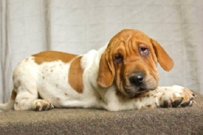 St. Basset Hound