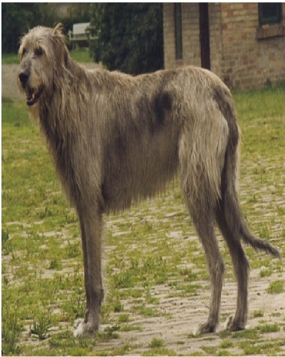 Irish Wolfhound ($1,500 to $2,000)