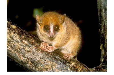 Pygmy Mouse Lemur