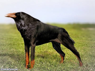 A powerful crow