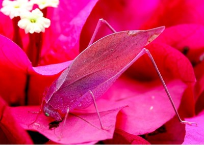 Pink Lady Katydid