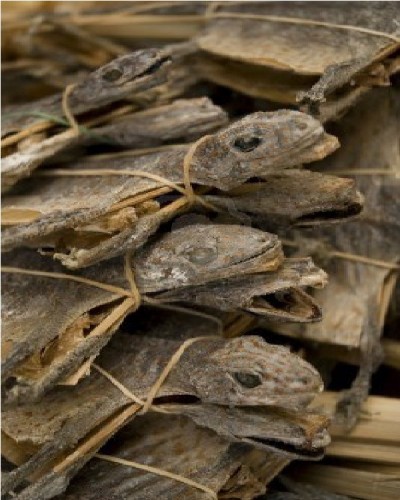 Dried reptiles