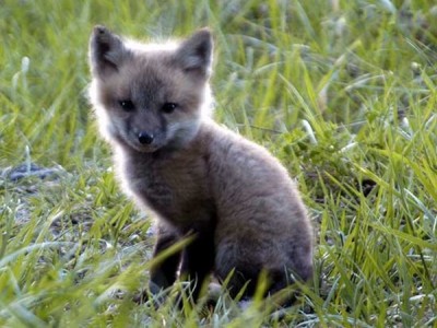 Fox