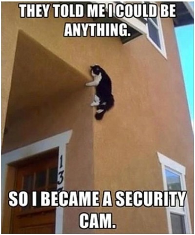 Cat Security